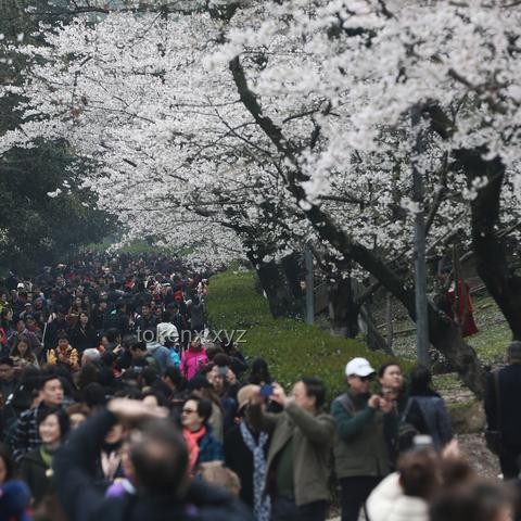 5月22日武汉暴雨警报解析：武大校门被淹，出行指南